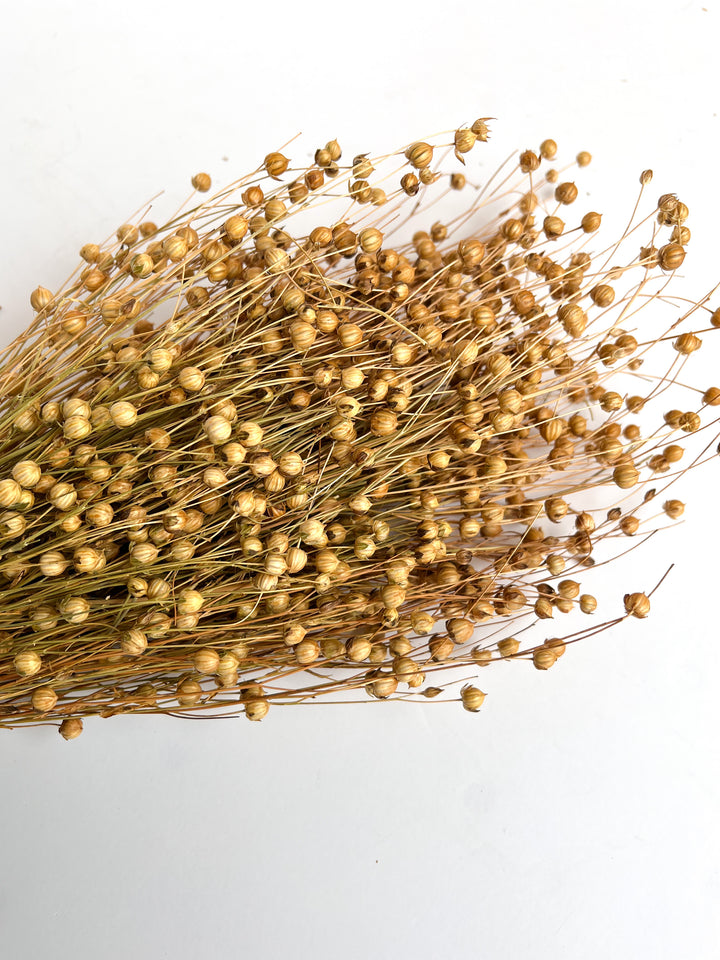 Dried Flax Bunch / Golden