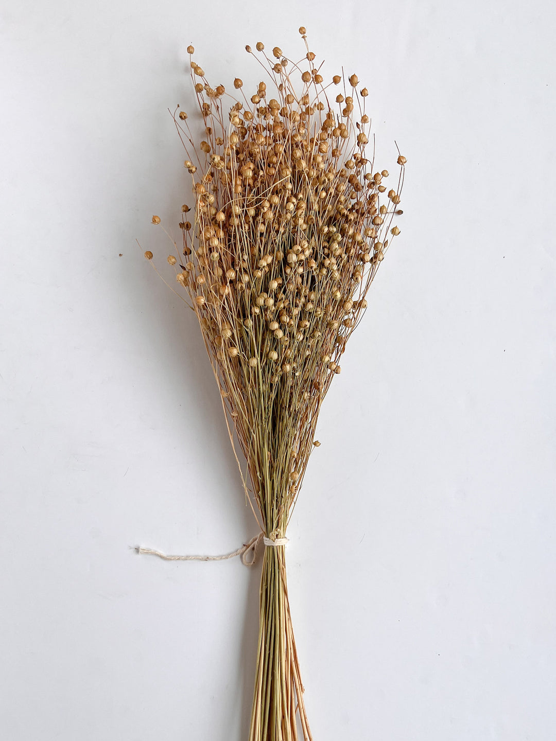 Dried Flax Bunch / Golden